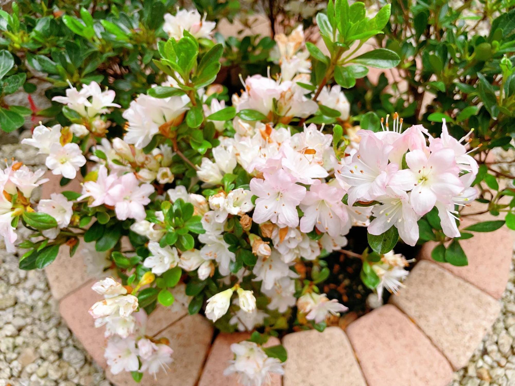 Suikakan Heianjingumae 酔花間 เกียวโต ภายนอก รูปภาพ