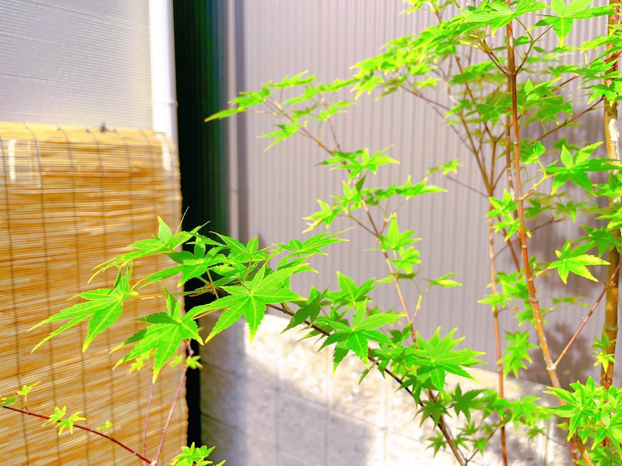 Suikakan Heianjingumae 酔花間 เกียวโต ภายนอก รูปภาพ